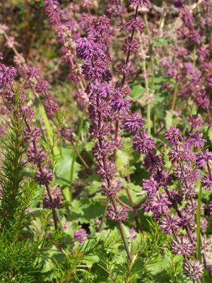 SALVIA VERTICILLATA 'PURPLE RAIN'