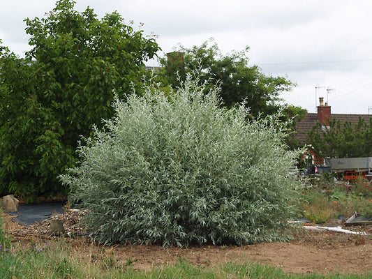 SALIX ALBA var.SERICEA