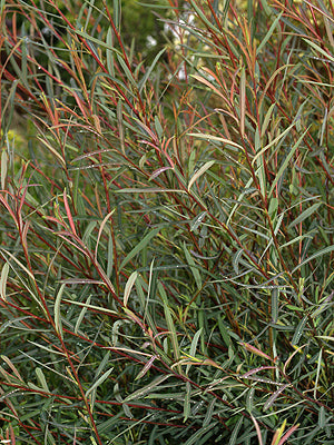 SALIX PURPUREA 'NANCY SAUNDERS'