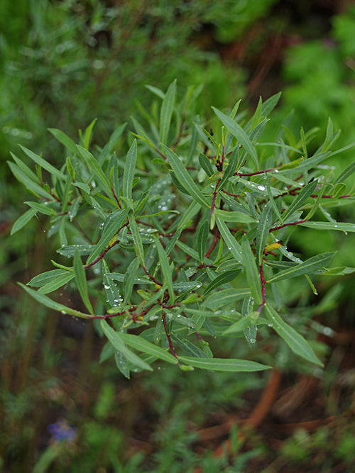SALIX PURPUREA 'GRACILIS'