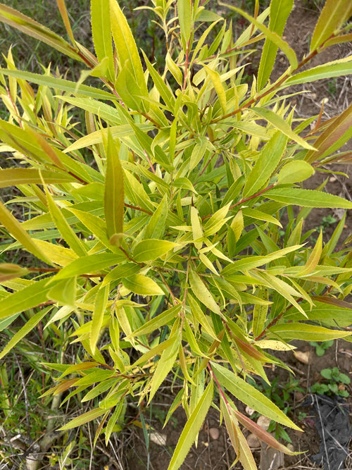 SALIX UDENSIS 'GOLDEN SUNSHINE'