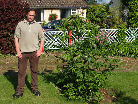 SAMBUCUS BUERGERIANA