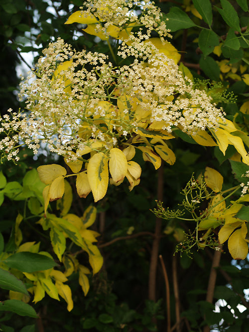 SAMBUCUS NIGRA 'BROADWAY'