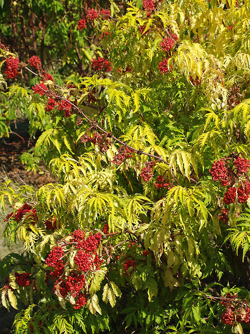 SAMBUCUS RACEMOSA 'FOLIUS AUREUS LACINIATA'