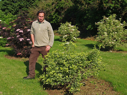 SAMBUCUS NIGRA 'FRANCES'