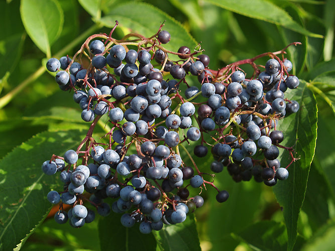 SAMBUCUS GLAUCA