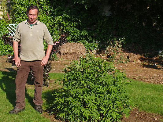 SAMBUCUS HIMALAYENSIS