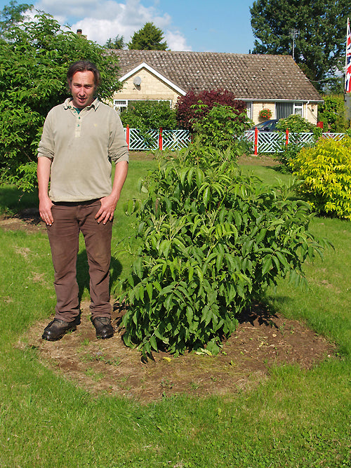 SAMBUCUS MEXICANA BSWJ 10349