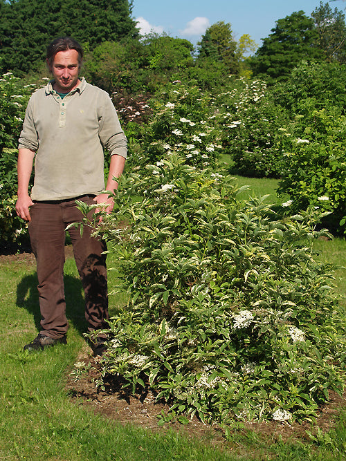 SAMBUCUS NIGRA 'ALBOVARIEGATA'