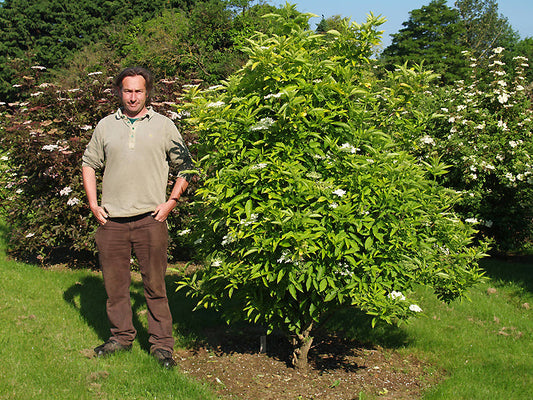 SAMBUCUS NIGRA 'AUREA'