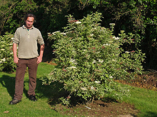 SAMBUCUS NIGRA 'AUREOMARGINATA'