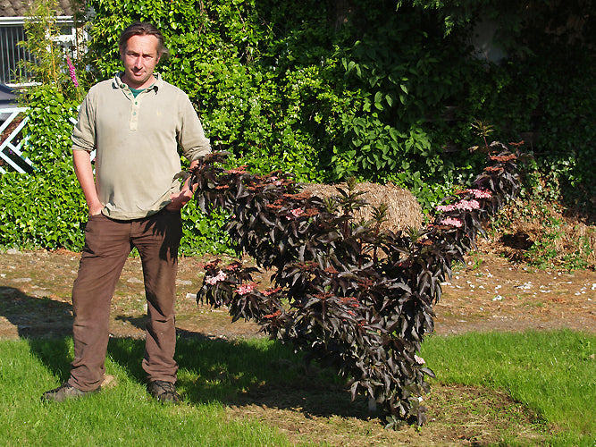 SAMBUCUS NIGRA 'BLACK TOWER'