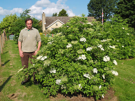 SAMBUCUS NIGRA 'BRADET'