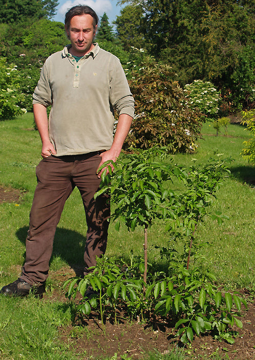 SAMBUCUS NIGRA subsp.CANADENSIS 'ADAMS'