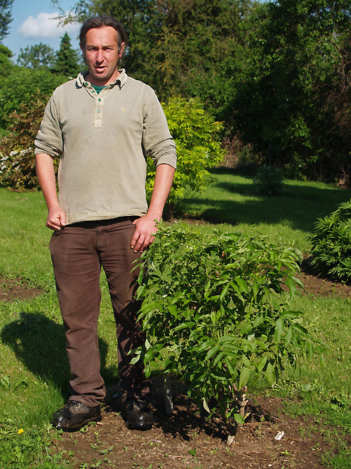 SAMBUCUS NIGRA subsp.CANADENSIS 'JOHN'S'
