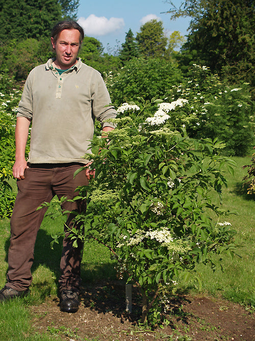 SAMBUCUS NIGRA subsp.CANADENSIS 'RUBRA'