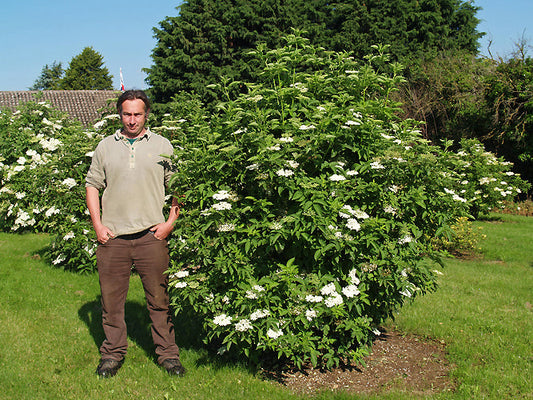 SAMBUCUS NIGRA 'CAE RHOS LLIGWY'