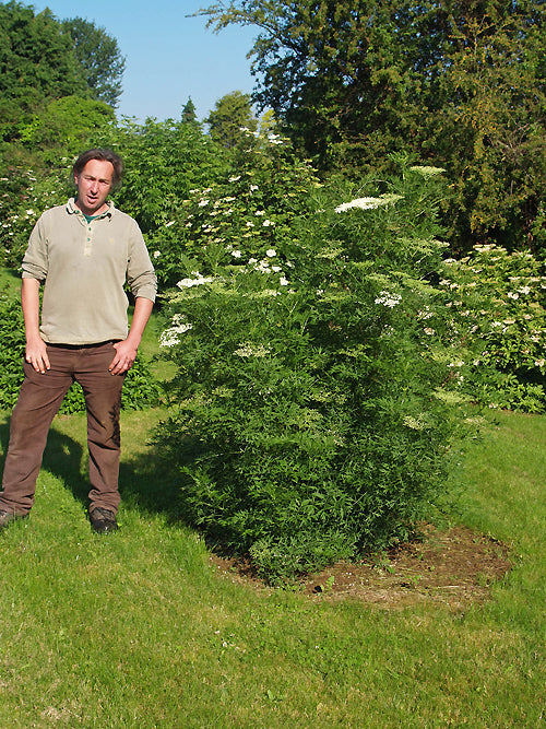 SAMBUCUS NIGRA 'DART'S GREEN LACE'