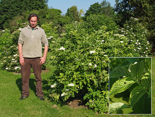 SAMBUCUS NIGRA 'DOLOMITE'