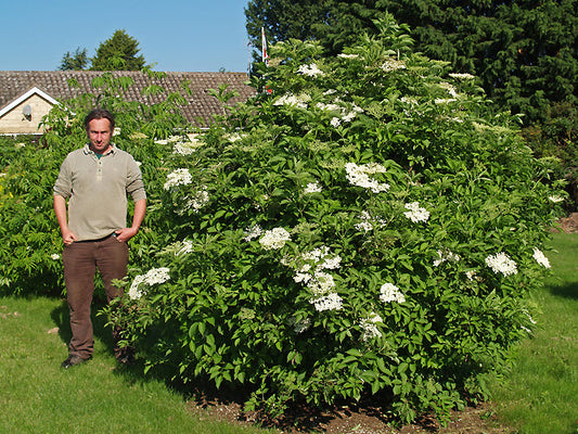 SAMBUCUS NIGRA 'DONAU'