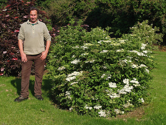 SAMBUCUS NIGRA 'FRUCTOLUTEO'