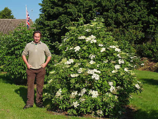 SAMBUCUS NIGRA 'FRANZI'