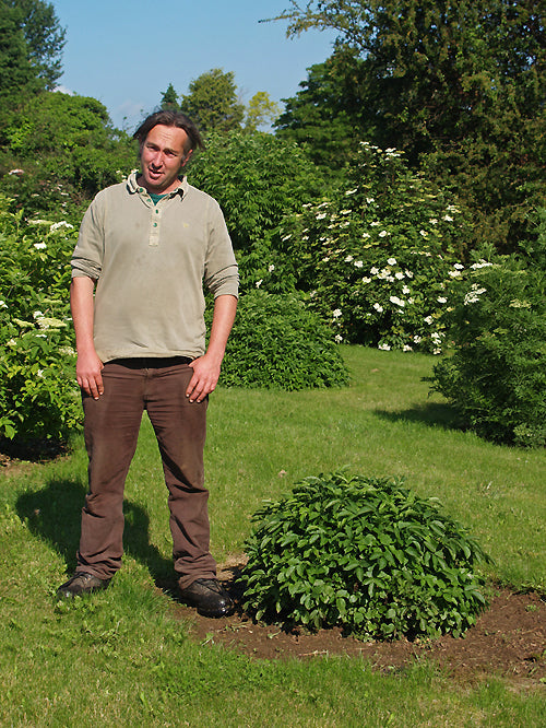 SAMBUCUS NIGRA 'HILLIER'S DWARF'