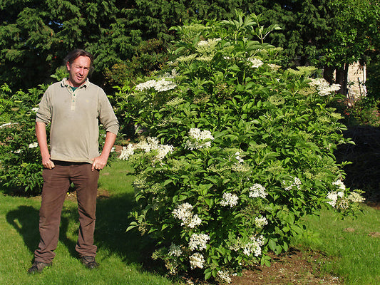 SAMBUCUS NIGRA 'HASCHBERG'