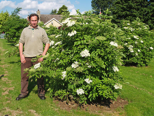 SAMBUCUS NIGRA 'INA'