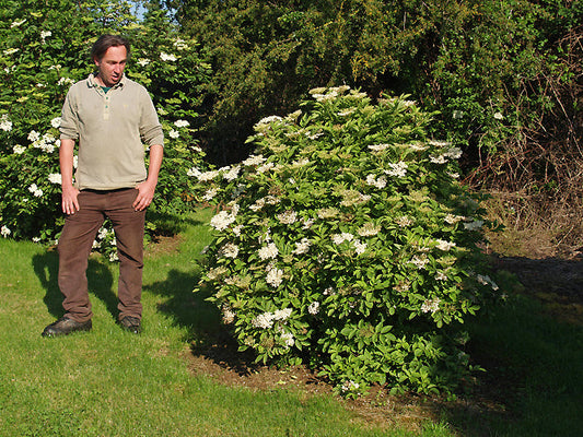 SAMBUCUS NIGRA 'LUTEA PUNCTATA'