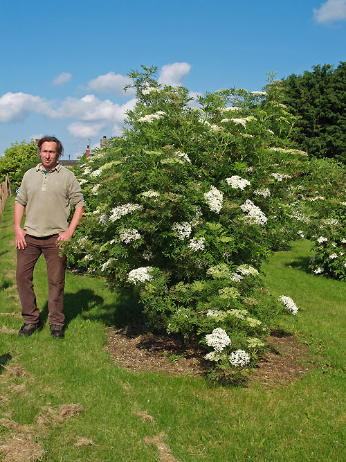SAMBUCUS NIGRA f.LACINIATA