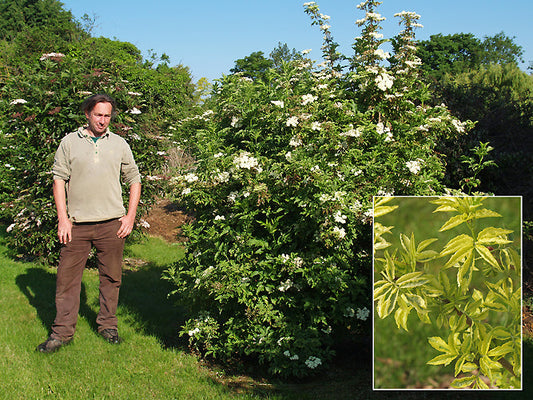 SAMBUCUS NIGRA 'MARION BULL'