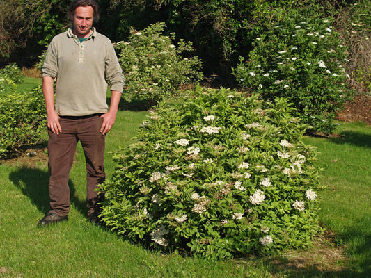 SAMBUCUS NIGRA 'MARMORATA'