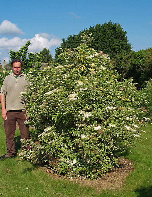 SAMBUCUS NIGRA 'MARGINATA'