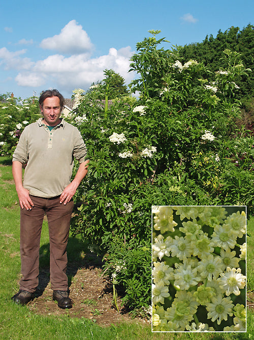 SAMBUCUS NIGRA 'MONSTROSA'