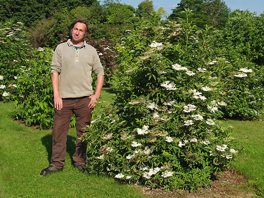 SAMBUCUS NIGRA 'MINT JULEP'