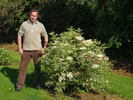 SAMBUCUS NIGRA 'NAOMI'