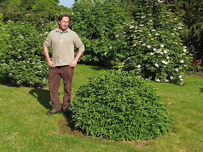 SAMBUCUS NIGRA 'NANA'