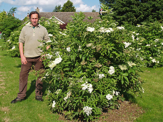 SAMBUCUS NIGRA 'SAMNOR'