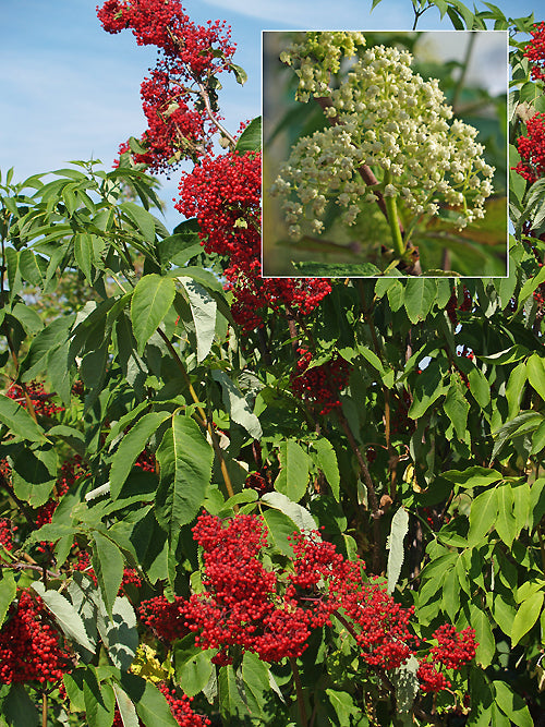 SAMBUCUS RACEMOSA var.PUBENS
