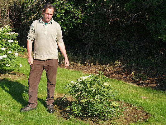 SAMBUCUS NIGRA 'RIESE AUS VOSSLOCH'