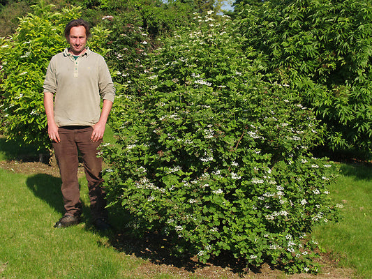 SAMBUCUS NIGRA var.ROTUNDIFOLIA