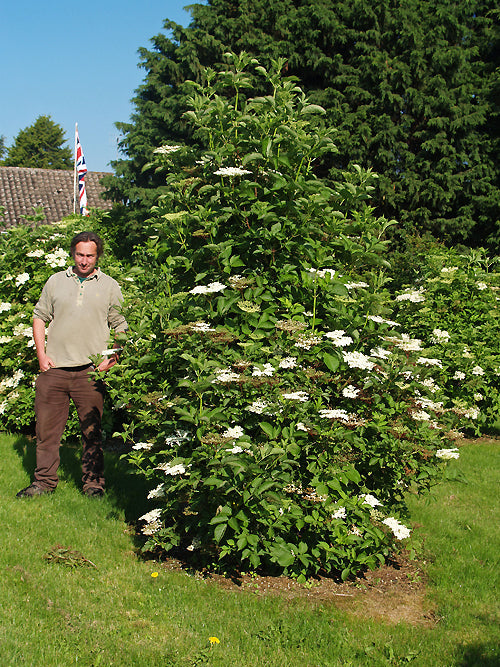 SAMBUCUS NIGRA 'SAMDAL'