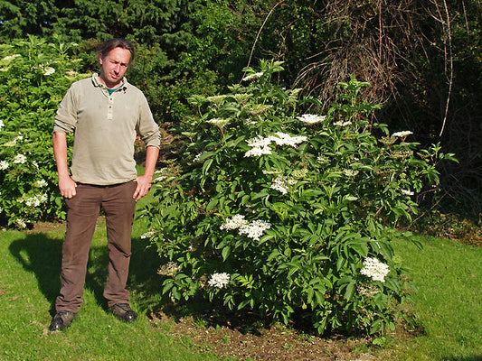 SAMBUCUS NIGRA 'SAMIDAN'