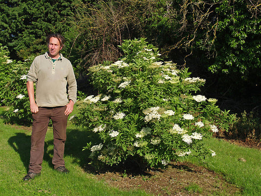 SAMBUCUS NIGRA 'SAMYL'