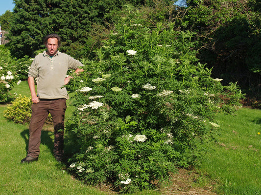 SAMBUCUS NIGRA 'URBAN LACE'