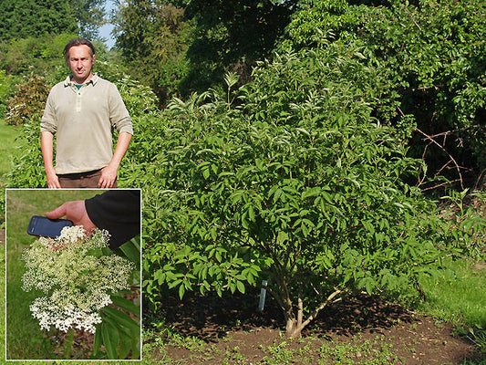 SAMBUCUS NIGRA subsp.CANADENSIS 'YORK'