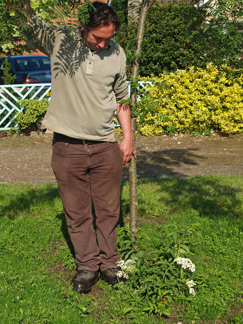 SAMBUCUS NIGRA 'PINGO TRAIL'