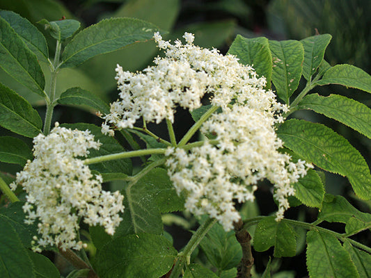 SAMBUCUS PALMENSIS