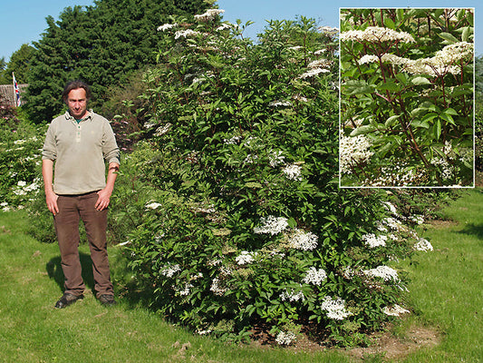 SAMBUCUS NIGRA 'PURPLE PETE'